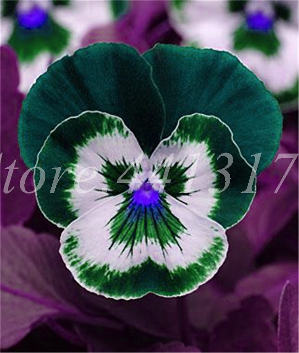 Mixed Pansy Flower Seeds 200 Pcs Vibrant Colors Ideal For Outdoor Indoor Decor Perennial Blooming Landscaping - 7