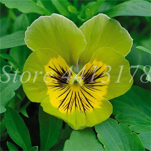 Mixed Pansy Flower Seeds 200 Pcs Vibrant Colors Ideal For Outdoor Indoor Decor Perennial Blooming Landscaping - 3