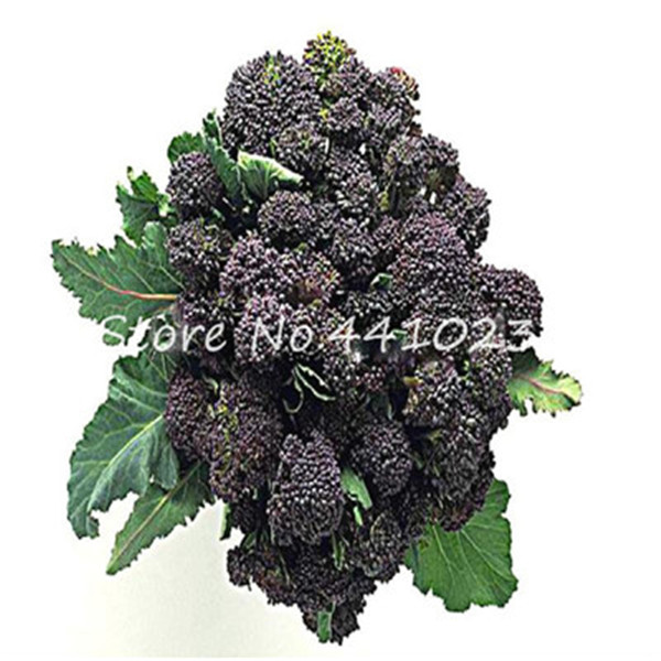 Organic Romanesco Broccoli 50 Rare Nongmo Vegetable Seeds Easytogrow Farming Hobby Unique Tower Shape - 3