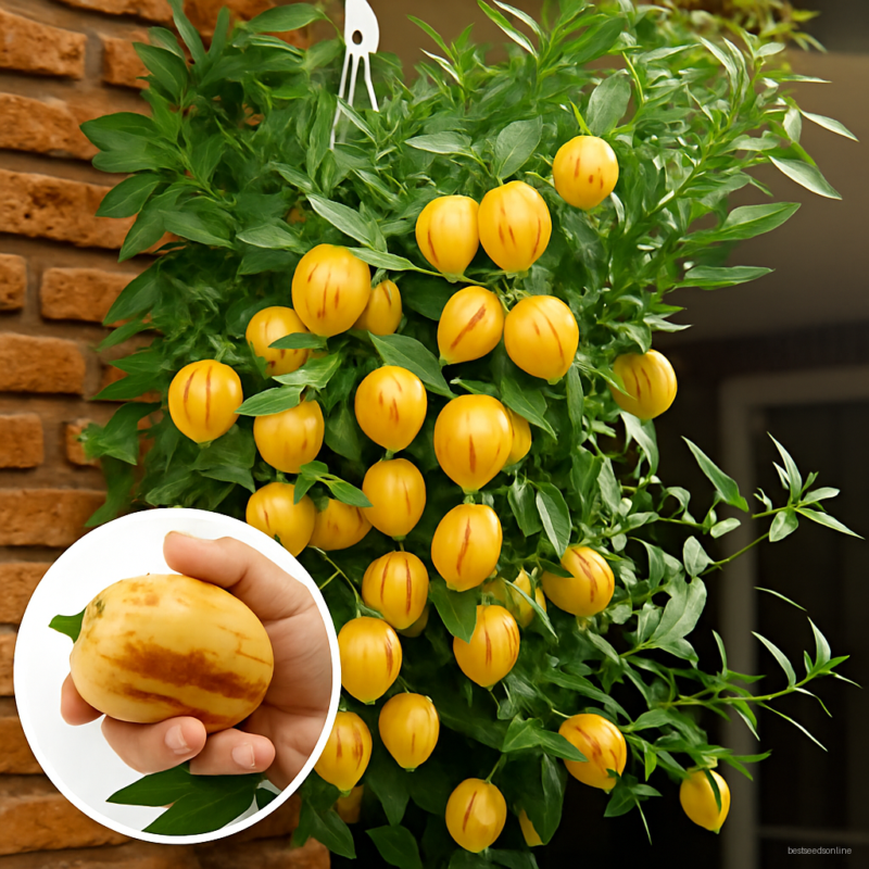 120 Pcsbag Rare Melon Eggplant Bonsai High Bush Long Purple - Heirloom Non-gmo Vegetable Plant Healthy Food