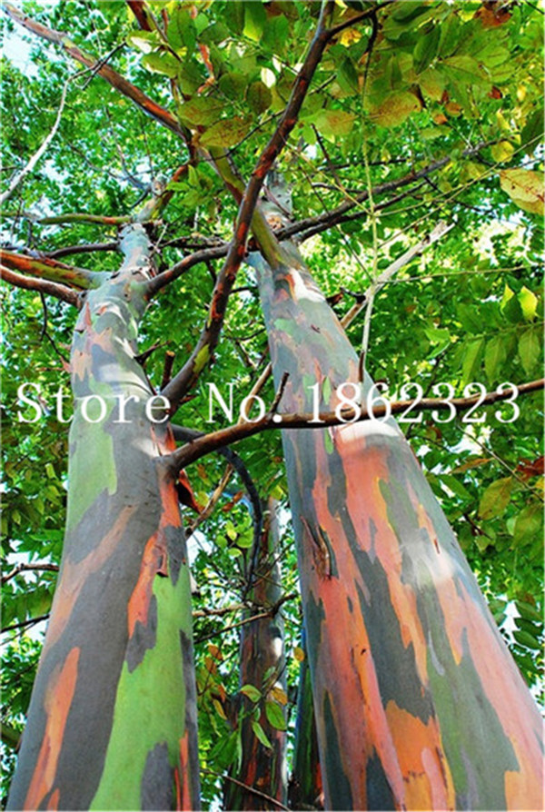 Discounted 50 Pcsbag Exotic Eucalyptus Large Tropical Tree Blooming Species For Outdoor Planting And Landscaping - 4