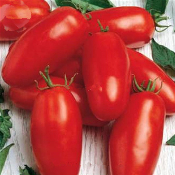 Organic Heirloom Red Long Tomato Seeds 1000 Pcs Nongmo Delicious Fruit Vegetable Exotic Natural Growth In Pots - 3