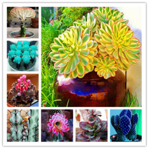 100 Pcs Fresh Cactus Variety Flowering Color Cacti Rare Plant Mini Succulent Bonsai Pla