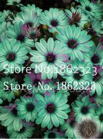 100pc Rare Plants Cosmos Plantas Coreopsis Flower Gardenling Chrysanthemum Branch Bonsai Plant Home Garden - 4