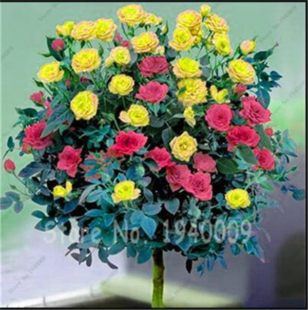 100piece Set Of Chinese Rose Tree Flowers In 18 Vibrant Colors For Indoor Or Outdoor Beautification - 1