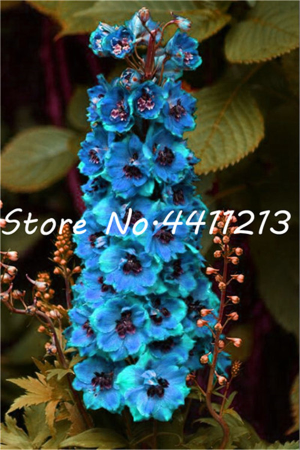 100 Pcs Exotic Delphinium Grandiflorum Flower Seeds For Natural Outdoor Growth Perfect For Landscaping And Decoration - 6