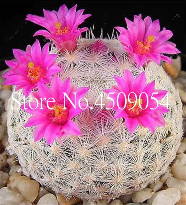 200pcs Succulents Bonsai Rainbow Lithops Cactus Beautiful Flower