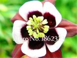 Sale! 100 Pcs Aquilegia Bonsai Rare Perennial Beautiful Flower Hardy Diy Home Garden Plants - 5