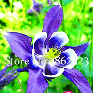 Sale! 100 Pcs Aquilegia Bonsai Rare Perennial Beautiful Flower Hardy Diy Home Garden Plants - 2