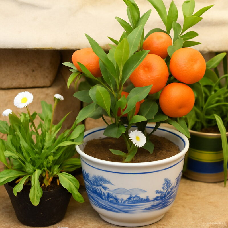 Edible Orange Fruit Tree Fresh Plant Home Bonsai Citrus Garden