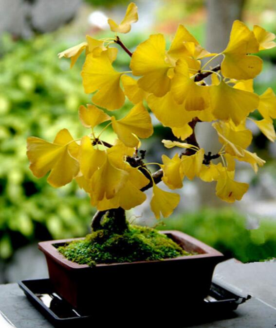 2piece Golden Ginkgo Biloba Tree Set Perennial Unique Species With Stunning Foliage - 5