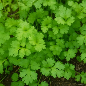 Resistant To Big Leaf Coriander Bonsais Vegetable 50pcs - 2