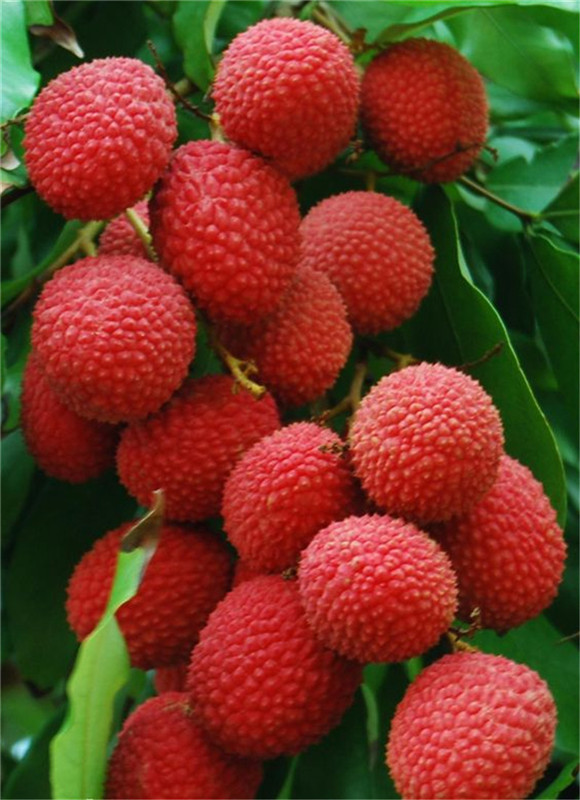 Virgo Lychee Tree 2pcs Set Vibrant Fruit Bearing Decorative Indoor Greenery For Environmental Beauty - 13