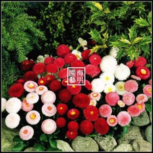 Small Daisy Flower Bonsai Sowing Bonsais Indoor Courtyard Balcony Live 10pcs - 2