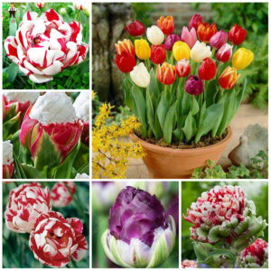 Bonsai Tulip Color Petals Outdoor Flower Perennial Diy Home Garden Pot Plants
