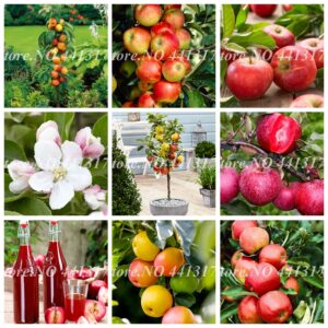 60 Pcs Apple Bonsai Sweet Outdoor Fruit Tree Organic Delicious Four Season Sowing Rare Green Garden Potted Plants Healthy