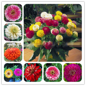 100 Pcs Long Flowering Bonsai Light Up Your Personal Garden