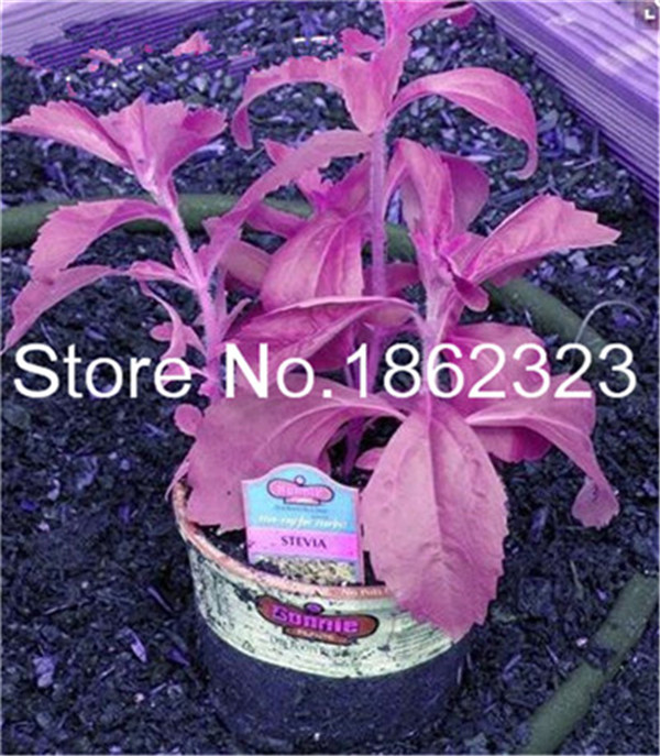 100 Count Stevia Rebaudiana Herb Seeds Chinese Ideal For Indoor Greenhouse Cultivation - 7