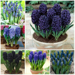 100pcsbag Hyacinth Plants Bonsai Flower Garden Not Hydroponic Outdoor Plant
