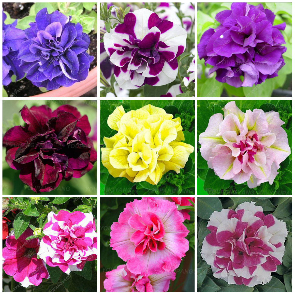 200pcs Rare Petunia Vibrant Perennial Flowers For Indooroutdoor Pot Decoration - 2