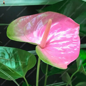 100pcs Anthurium Plantas Rare Flower Plants Balcony Bonsai Potted Planting Home Garden Outdoor Diy Flowers - 2