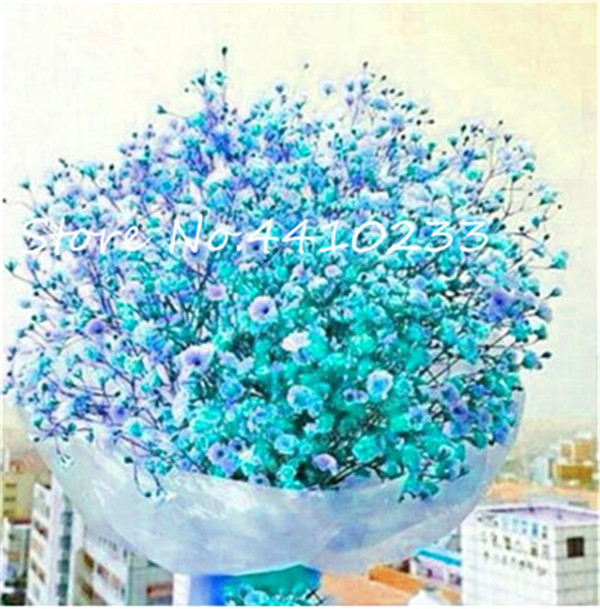 100 Piece Set Of Vibrant Gypsophila Paniculata Beautiful Ornamental Flowering Plant For Decoration - 6