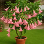 50pcs Tree Bonsais Dwarf Brugmansia Angel's Trumpets Bonsai Datura Home - 6