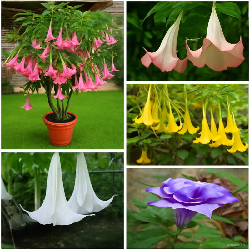 50pcs Tree Bonsais Dwarf Brugmansia Angel's Trumpets Bonsai Datura Home