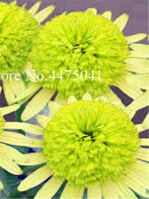 120 Pcs Rare Colour Echinacea Purpurea Bonsai Flower Heads Diy Home Garden - 2