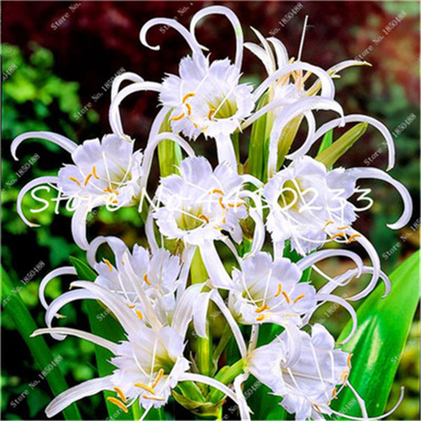 Innovative 100 Pcsbag Exotic Lily Scented Blossom Ideal For Indoor Outdoor Beautification - 4