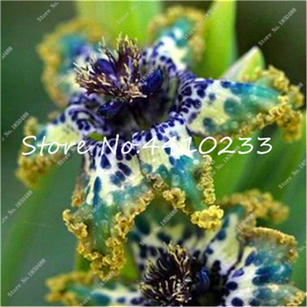 Innovative 100 Pcsbag Exotic Lily Scented Blossom Ideal For Indoor Outdoor Beautification - 2