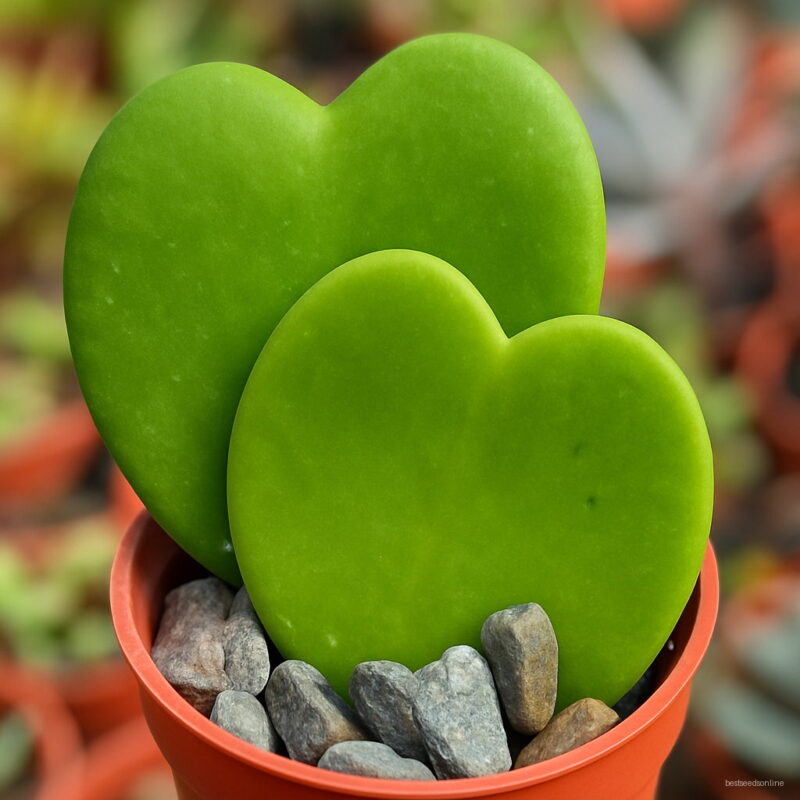 100 Piece Cactus Bonsai Mix Organic Ornamental Plant Flower Imported China Succulents Rare Po