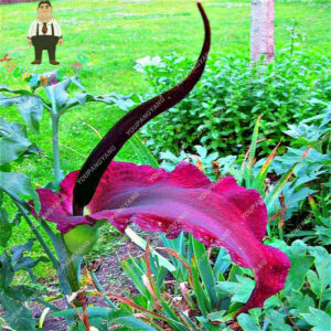 100pcs Flower Bonsai Rare Calla Lily Plants Home Garden Flowers Herbs Sementes Easy To Grow - 2