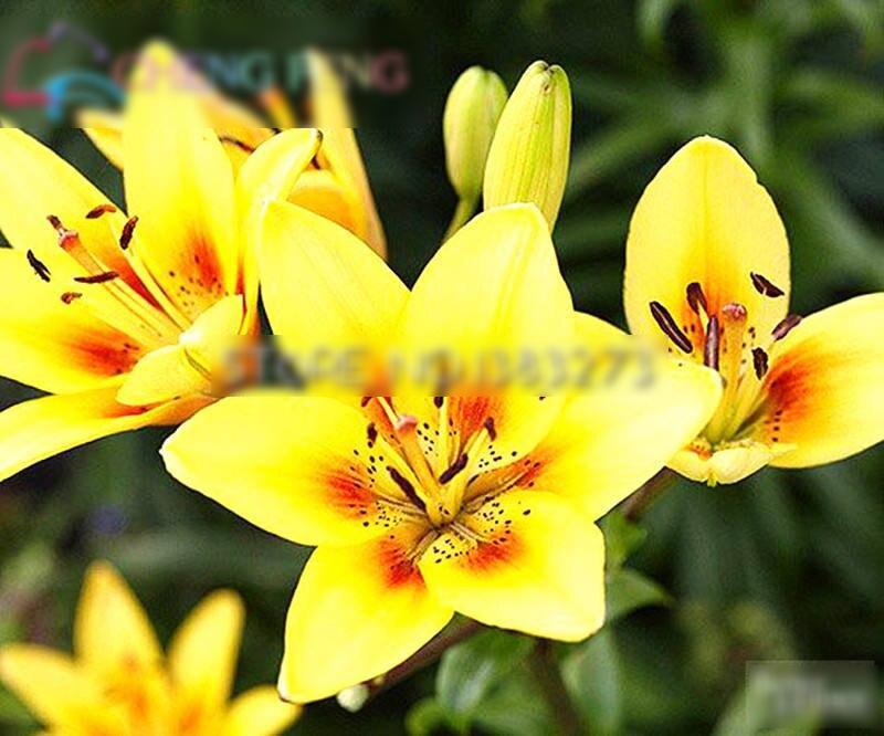 100bag Assortment Of Mixed Color Perennial Lily Flower For Indoor Decoration And Landscaping - 3