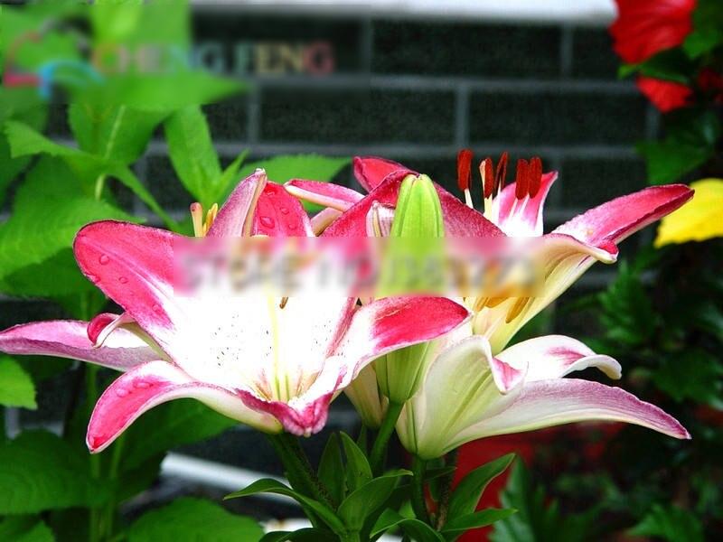 100bag Assortment Of Mixed Color Perennial Lily Flower For Indoor Decoration And Landscaping - 1