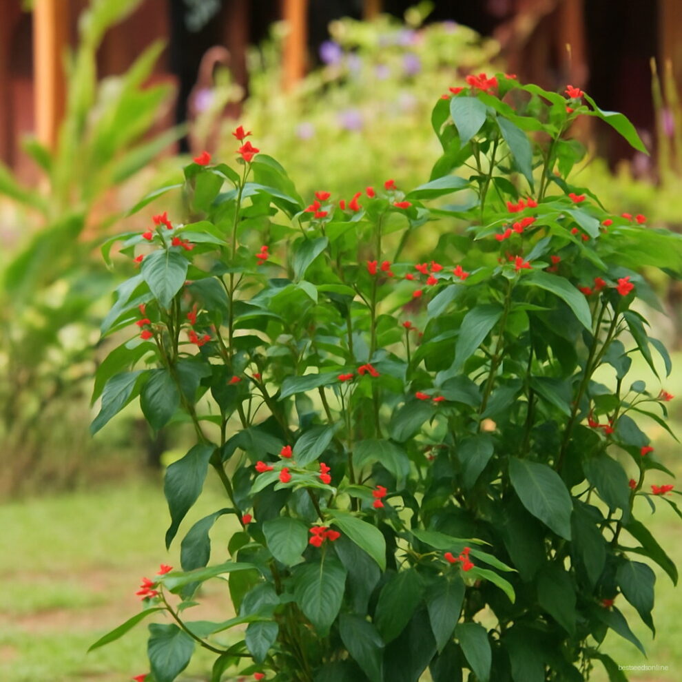 Exotic Red Lips 120 Pcsbag Rare Flower Seeds