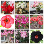 5pcsbag Rare Desert Rose Plants Double Color Succulentas Mixed Ornamental Balcony Potted Flowers Adenium Obesum