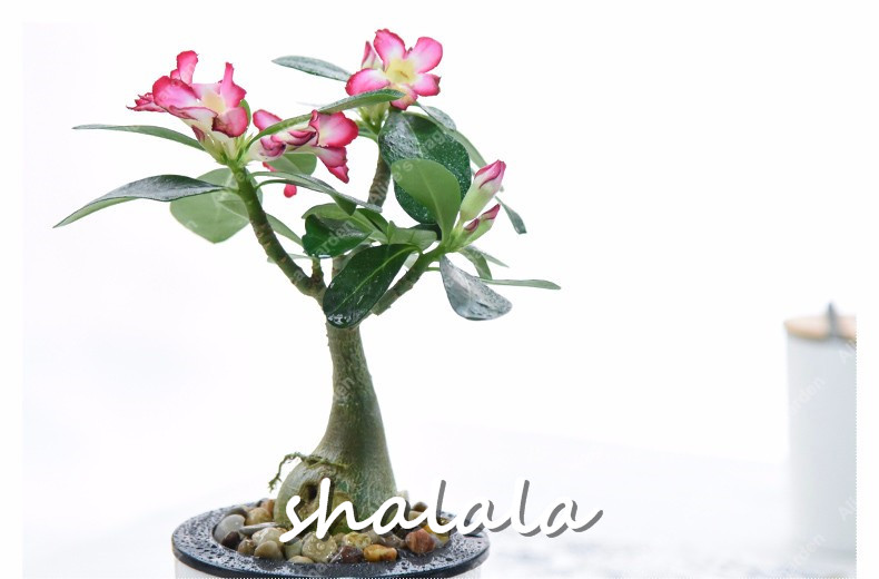 5piece Mixed Color Adenium Obesum Red Desert Rose Flowers Easy To Cultivate Indoor Decoration - 12