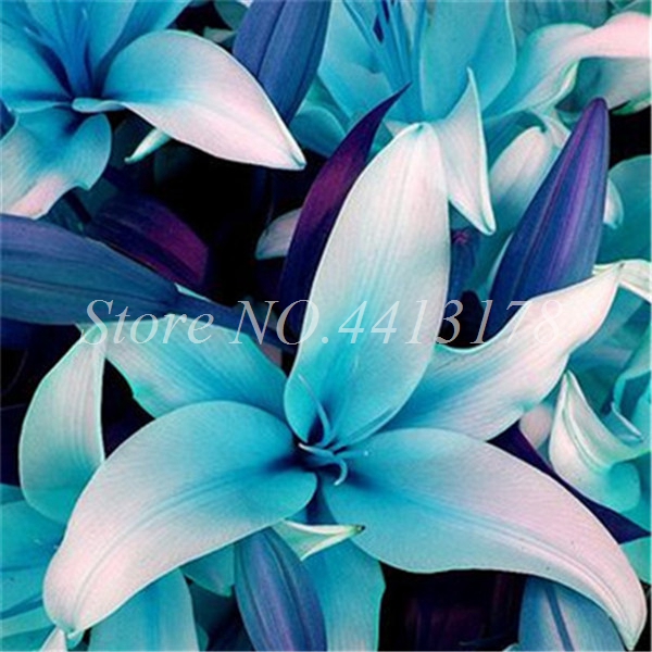 400 Pcs Fragrant Lily Flower Seeds For Balcony Suitable For Four Seasons Easy To Cultivate - 8