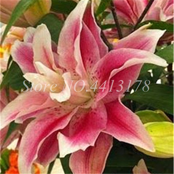 400 Pcs Fragrant Lily Flower Seeds For Balcony Suitable For Four Seasons Easy To Cultivate - 4