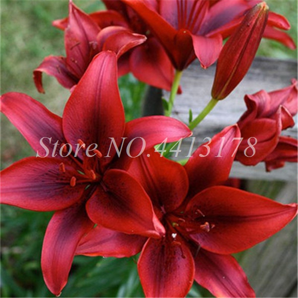 400 Pcs Fragrant Lily Flower Seeds For Balcony Suitable For Four Seasons Easy To Cultivate - 2