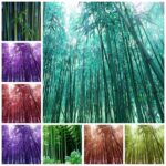 Colorful Bamboo Moso Tree Plant Home Garden Potted Factory 40 Pcs Easy To Grow