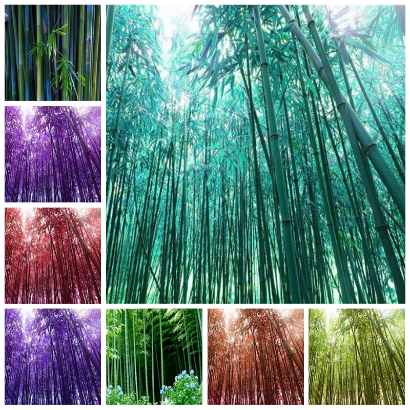 Colorful Bamboo Moso Tree Plant Home Garden Potted Factory 40 Pcs Easy To Grow