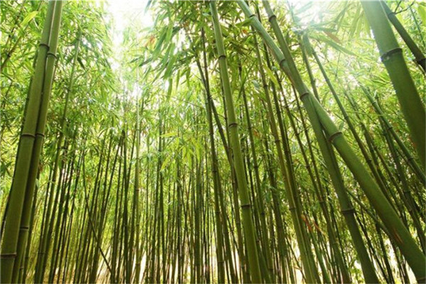 Vibrant Moso Bamboo Tree Seeds 40pack For Indooroutdoor Greenhouse Easycultivation Ecofriendly Perfect For Landscaping - 3