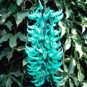 20 Pcs Rare Jade Vine Strongylodon Macrobotrys Seeds