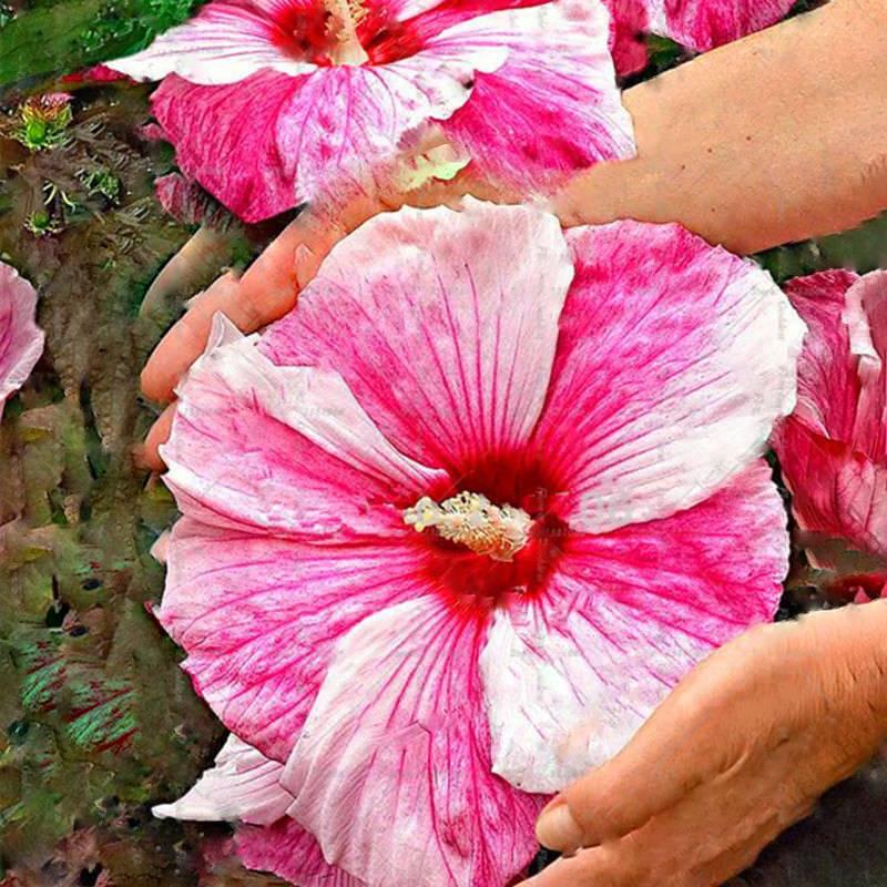 BONSAI-100pcs-Giant-Hibiscus-Flower-rare-Mixed-sem-3.jpg